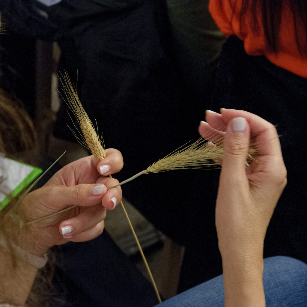 Hand touching wheats