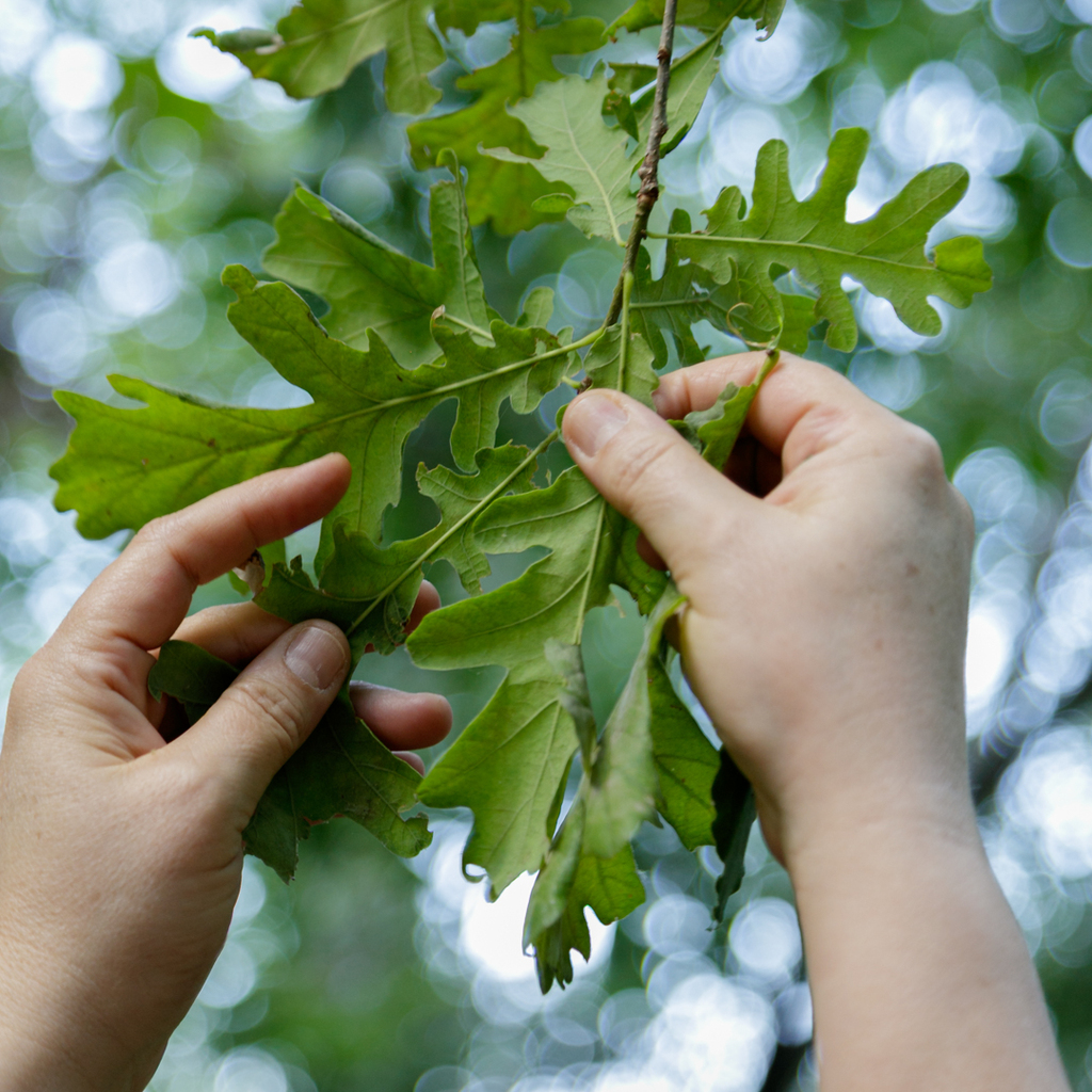 Hands exploring tree leaves through touch.